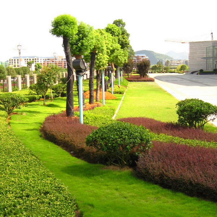 四季常青 黑麦草与高羊茅草坪种子的园林绿化价值