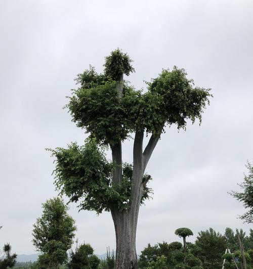 城市绿脉 园林绿化中的生态智慧与人文情怀